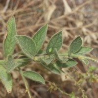 Crotalaria lunulata B.Heyne ex Wight & Arn.